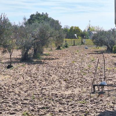 Fincanto Finca Andalusien 7000m2 112301