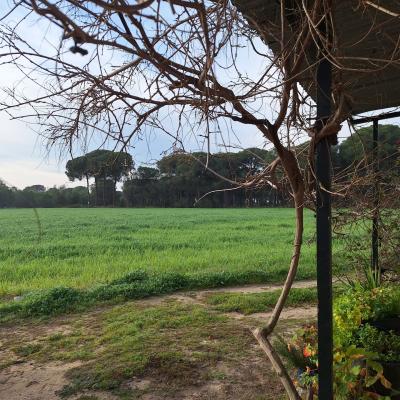 Fincanto Finca Andalusien 2ha 100524