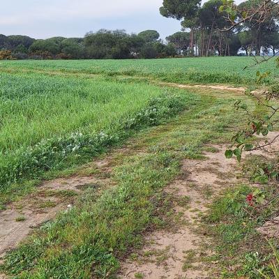 Fincanto Finca Andalusien 2ha 100915