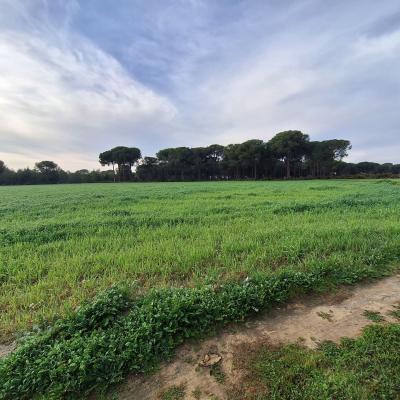 Fincanto Finca Andalusien 2ha 100924