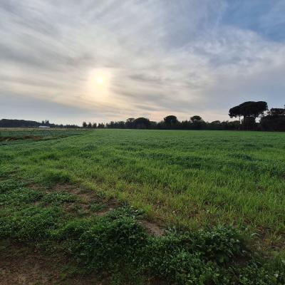 Fincanto Finca Andalusien 2ha 100928