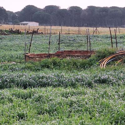 Fincanto Finca Andalusien 2ha 101054