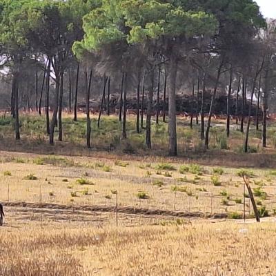 Finca Grande 2023 08 13
