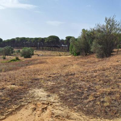 Finca Grande 2023 08 15