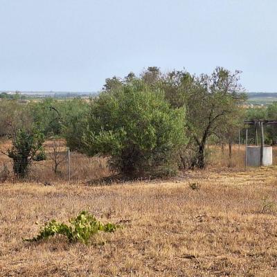 Finca Grande 2023 08 16