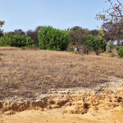 Finca Grande 2023 08 18