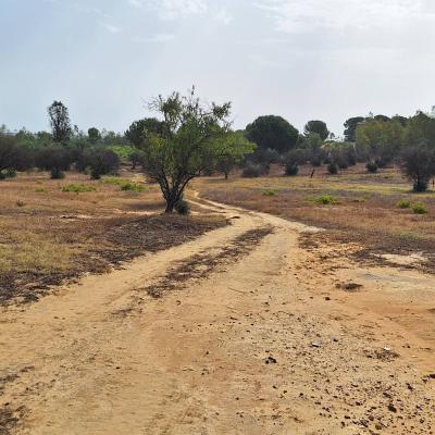 Finca Grande 2023 08 1