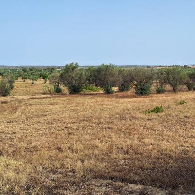 Finca Grande 2023 08 20