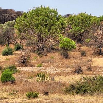 Finca Grande 2023 08 21