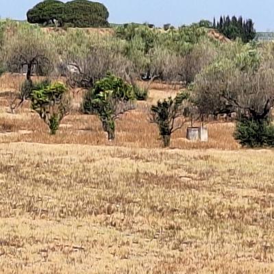 Finca Grande 2023 08 26