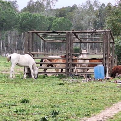 Fincanto Finca Andalusien Pinienwald 110206