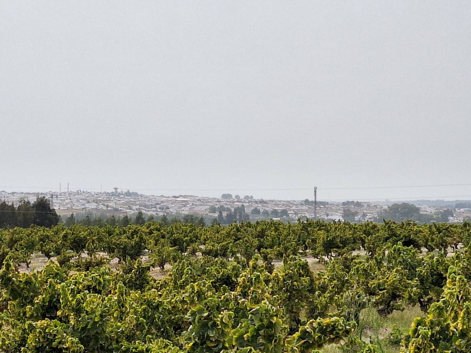 Finca Weinreben nähe Almonte in Andalusien
